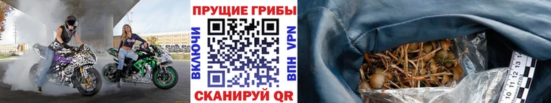 Галлюциногенные грибы Psilocybine cubensis  Уяр 